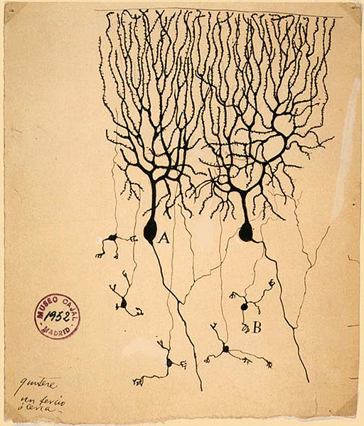 Neuronas (dibujo de Ramón y Cajal)