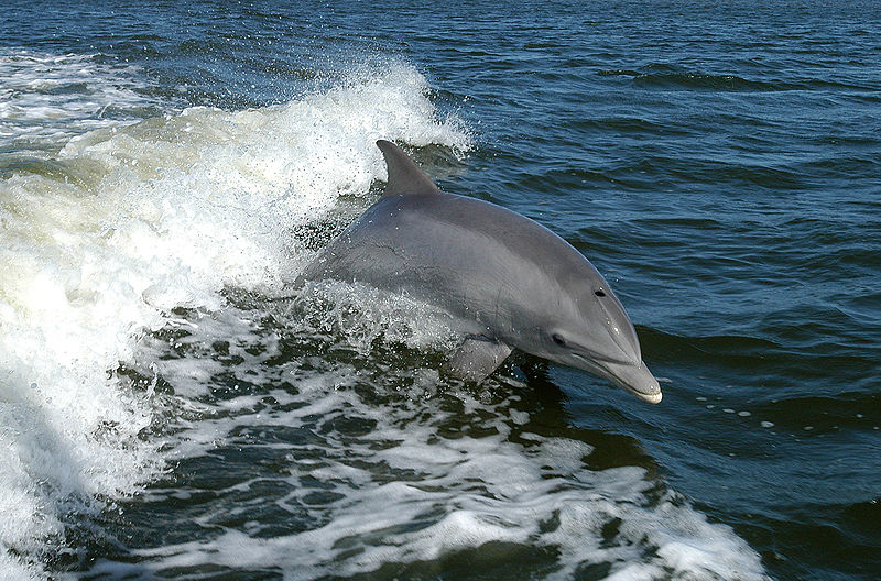 Un delfín mular sano