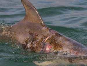 Delfín con lesiones en la piel (Foto:Mark P. Coter)