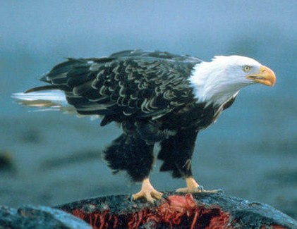 El águila calva, una de las especies afectadas por la contaminación en la cuenca de los Grandes Lagos.